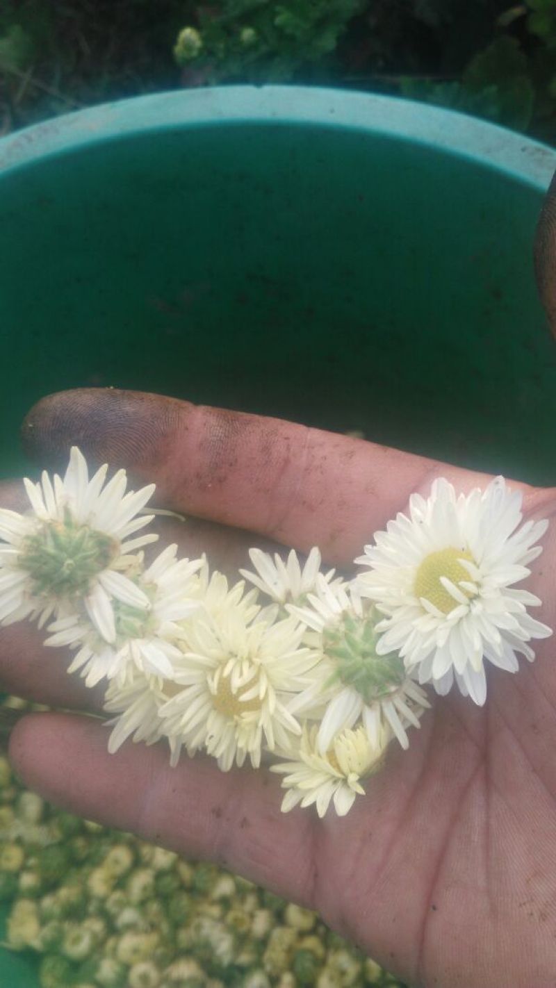 菊花茶