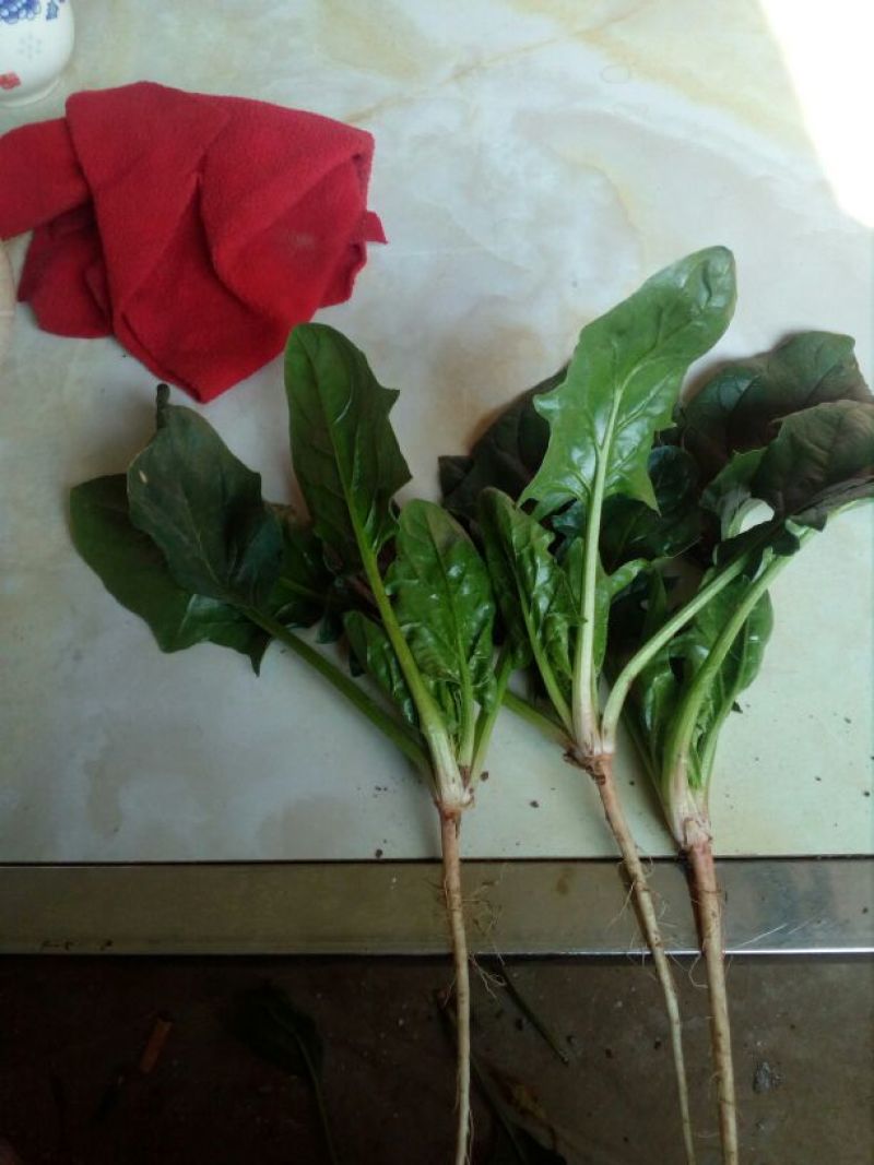 秋菠菜20~25厘米