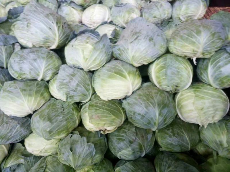 扁包菜甘肃靖远包菜色泽鲜艳口感好爱运输