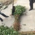 花椒苗0.5~1年