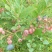 蓝莓鲜果8~10mm以上