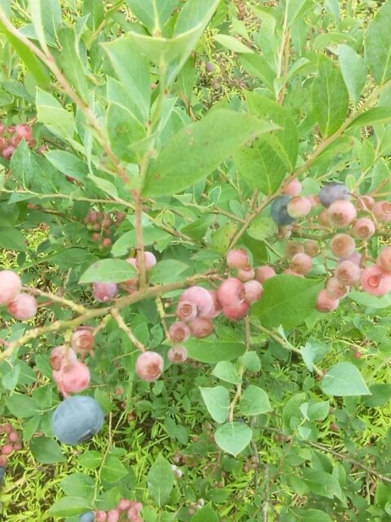 蓝莓鲜果8~10mm以上
