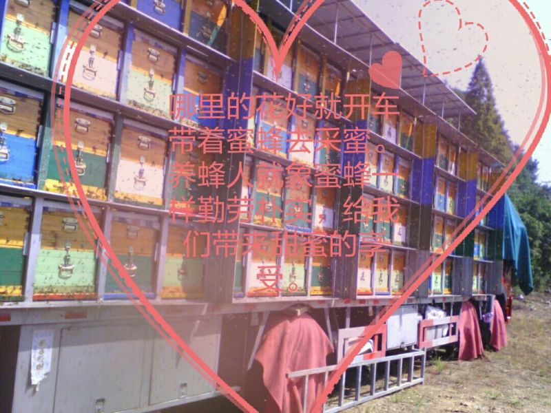 一件代发槐花蜜自产自销无任何添加，一件2斤