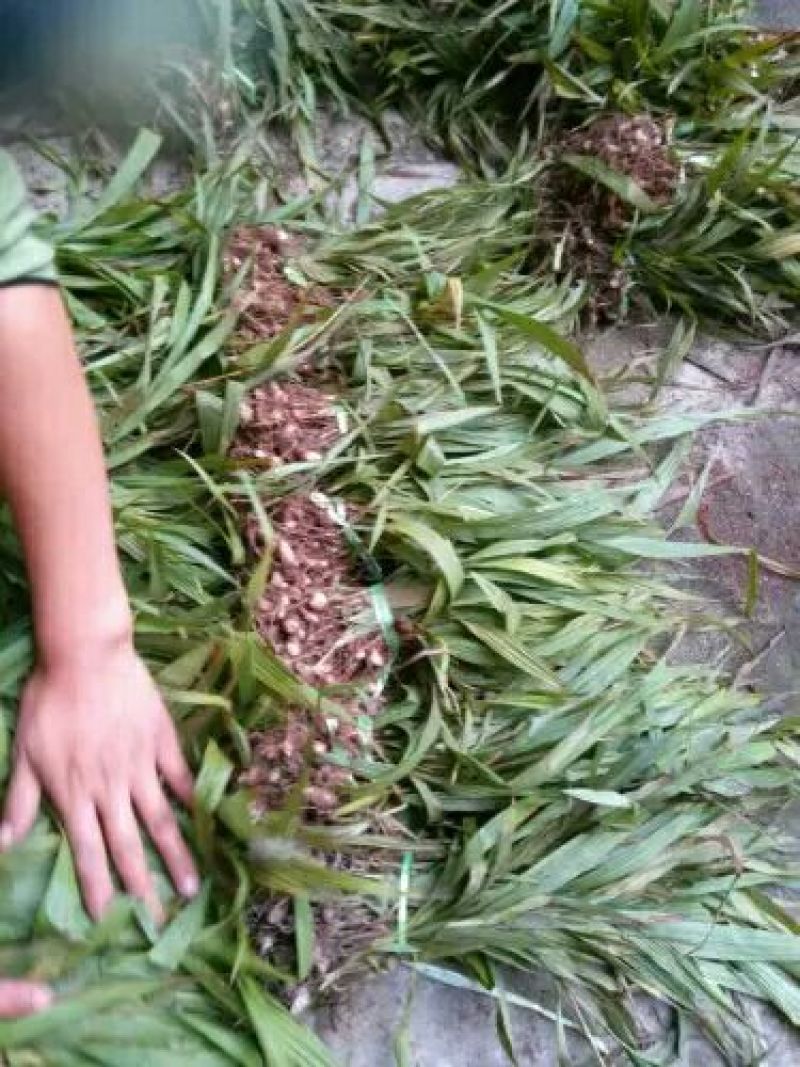 三叉白芨种苗