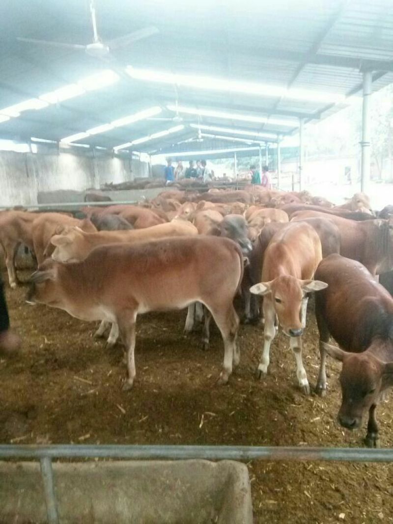 利木赞牛犊100~200kg