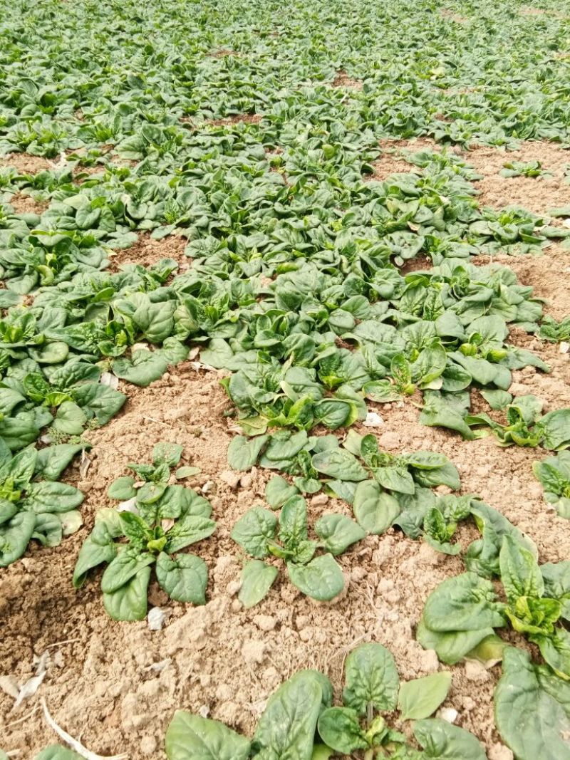 大叶菠菜15~20厘米