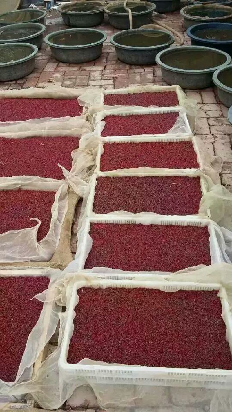 红虫鲜活
