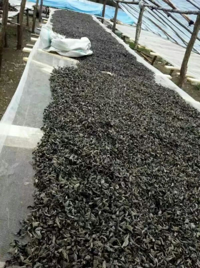 秋耳特级