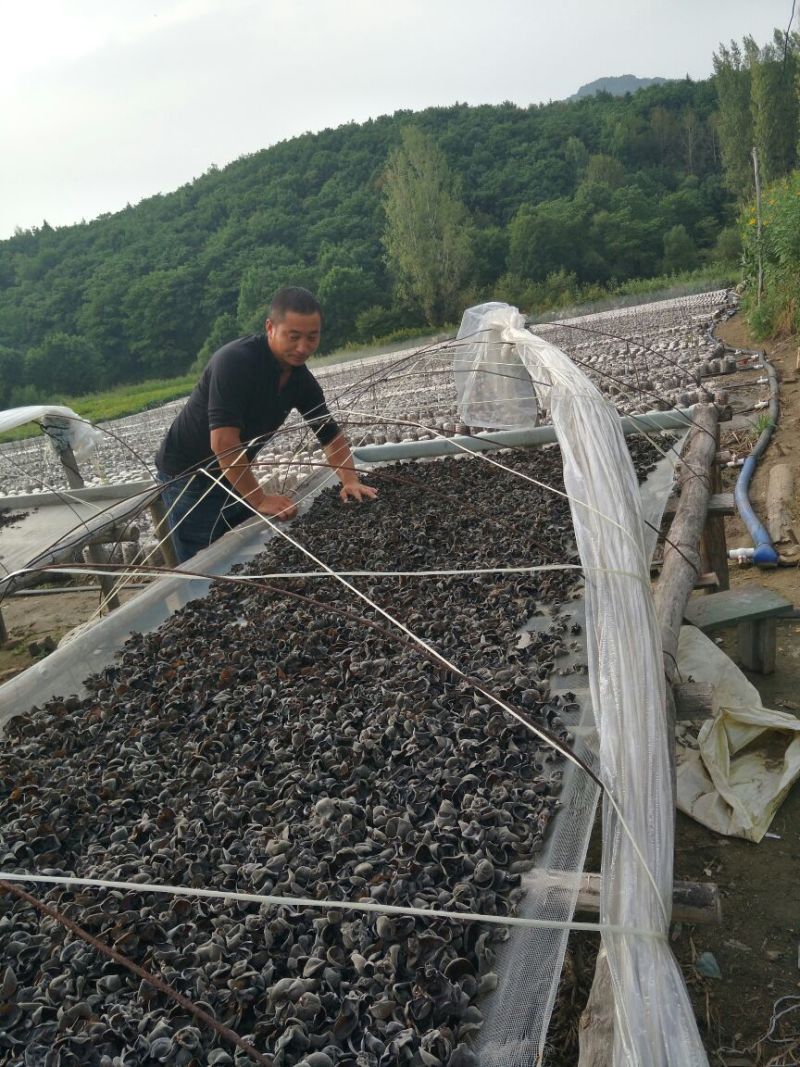 黑山秋耳一级