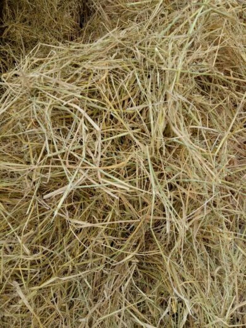 稻草60公分以下