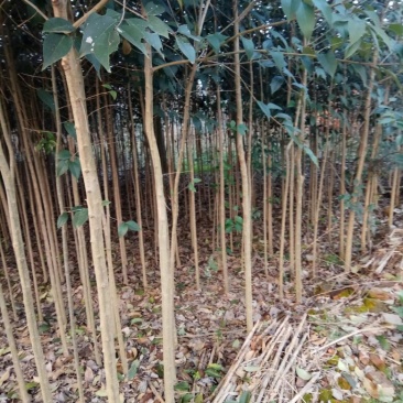 大叶女贞4cm以下