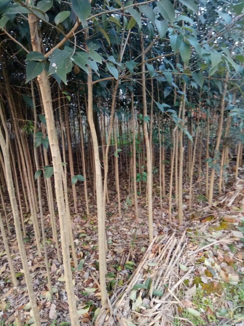大叶女贞4cm以下