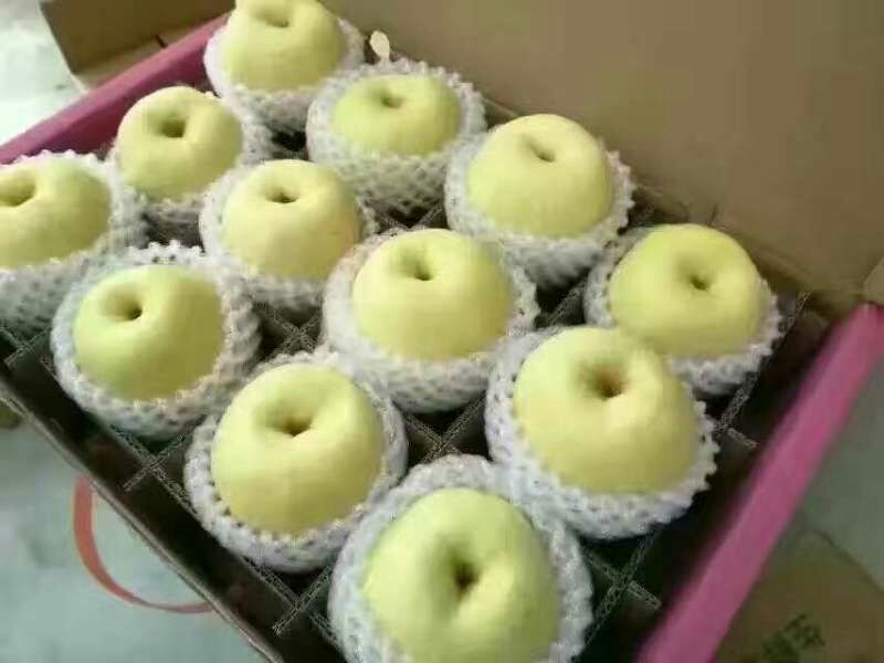 礼泉酥梨200~250g纸袋