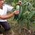 金煌芒树苗