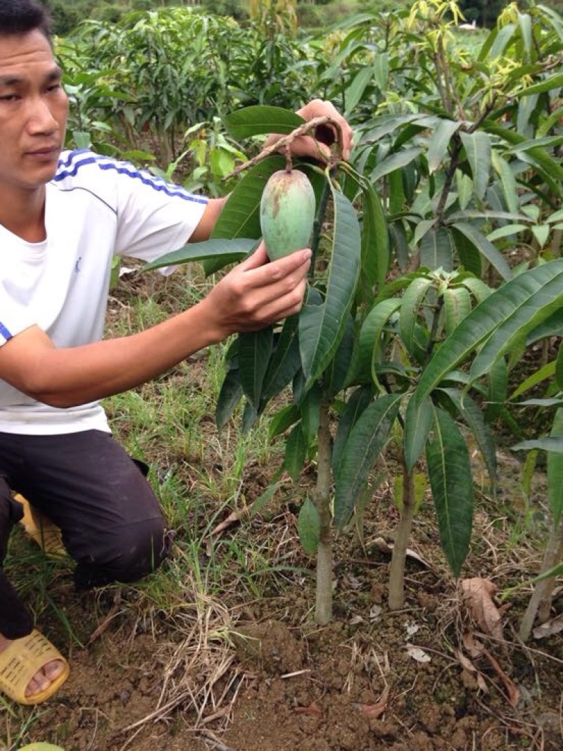金煌芒树苗