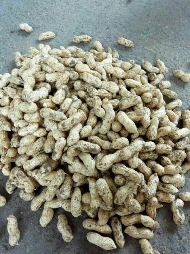 山东聊城，精品鮮花生精品花生销往全国