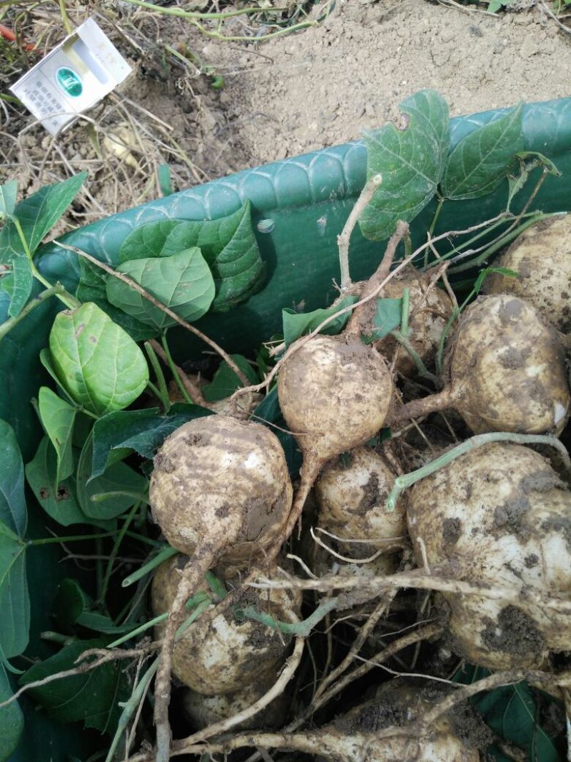 豆薯500g以下