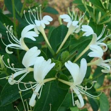 金银花，野生
