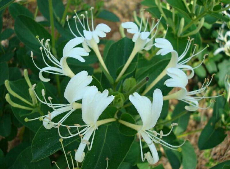金银花，野生