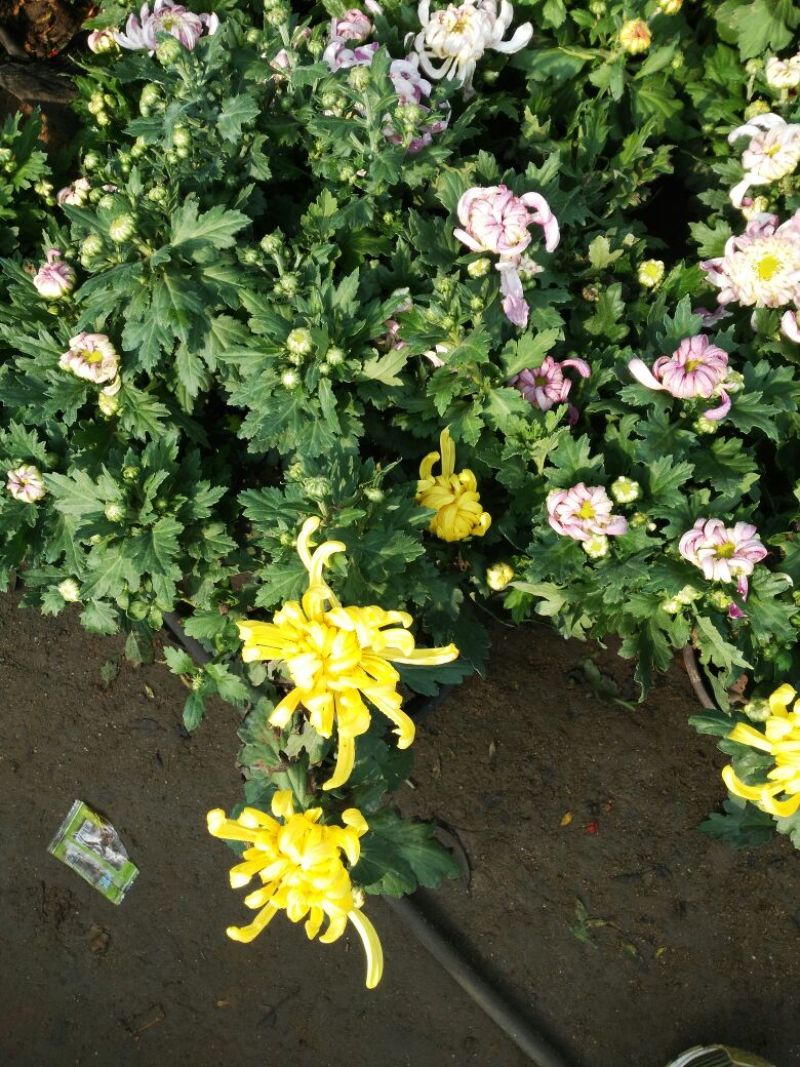 菊花盆景不含盆