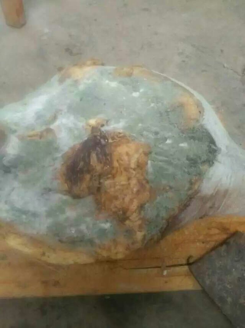 火腿