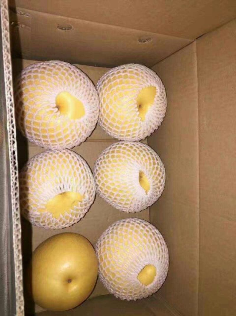 晚秋黄梨600g以上纸箱