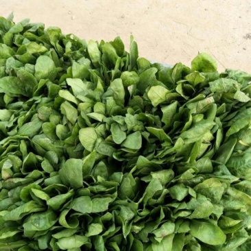 小叶菠菜20~25厘米