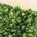 小叶菠菜20~25厘米