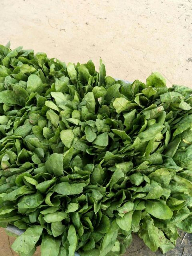小叶菠菜20~25厘米