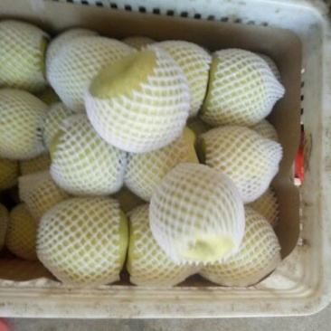 砀山梨光果300~350g