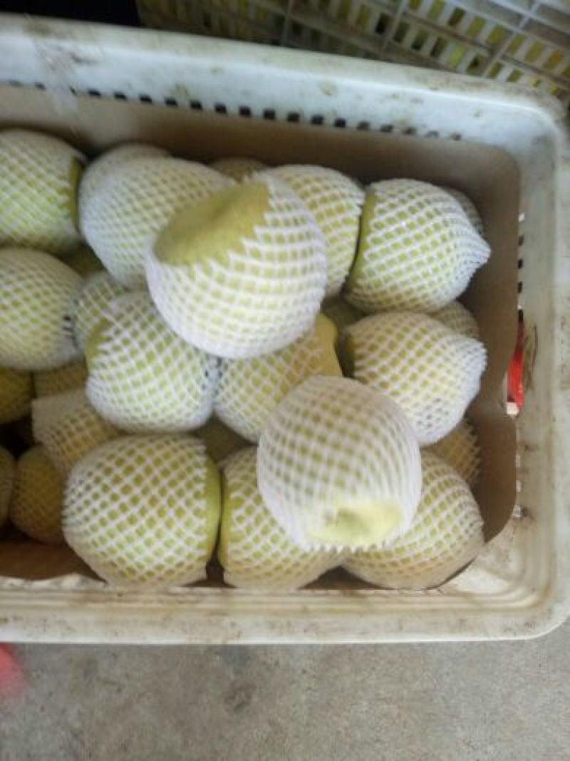 砀山梨光果300~350g