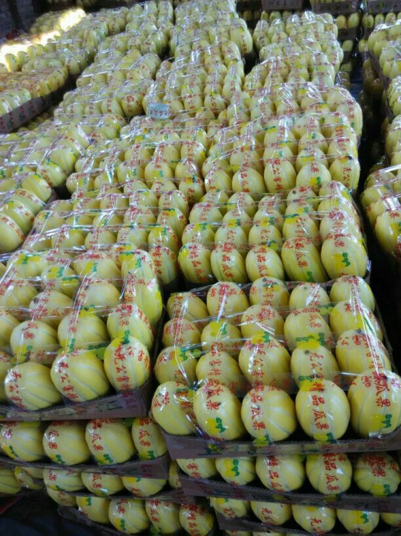 丰田(黄子金玉)香瓜三月中旬上市精品甜瓜