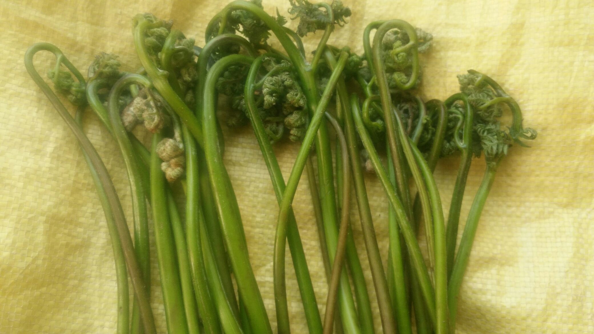 蕨菜甘肃定西市漳县_批发_供应-一亩田农业网