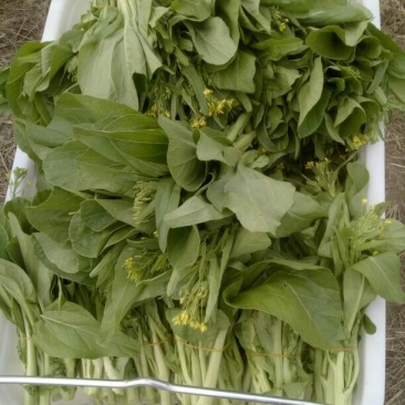 白菜苔15~20厘米