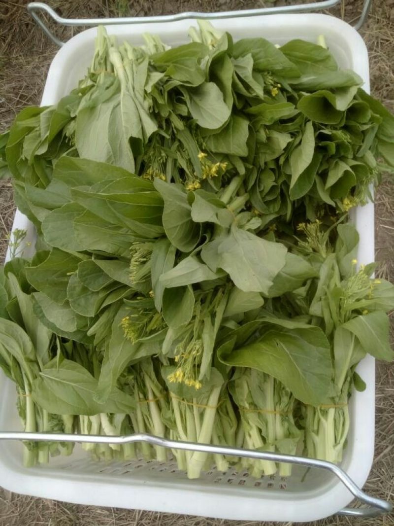 白菜苔15~20厘米