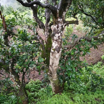 古树普洱茶二级