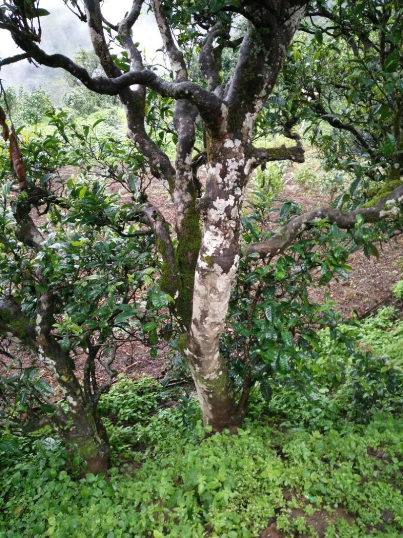 古树普洱茶二级