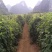 广西阳朔县，新鲜白鬼淮山药，40~80高度，不等大量供应