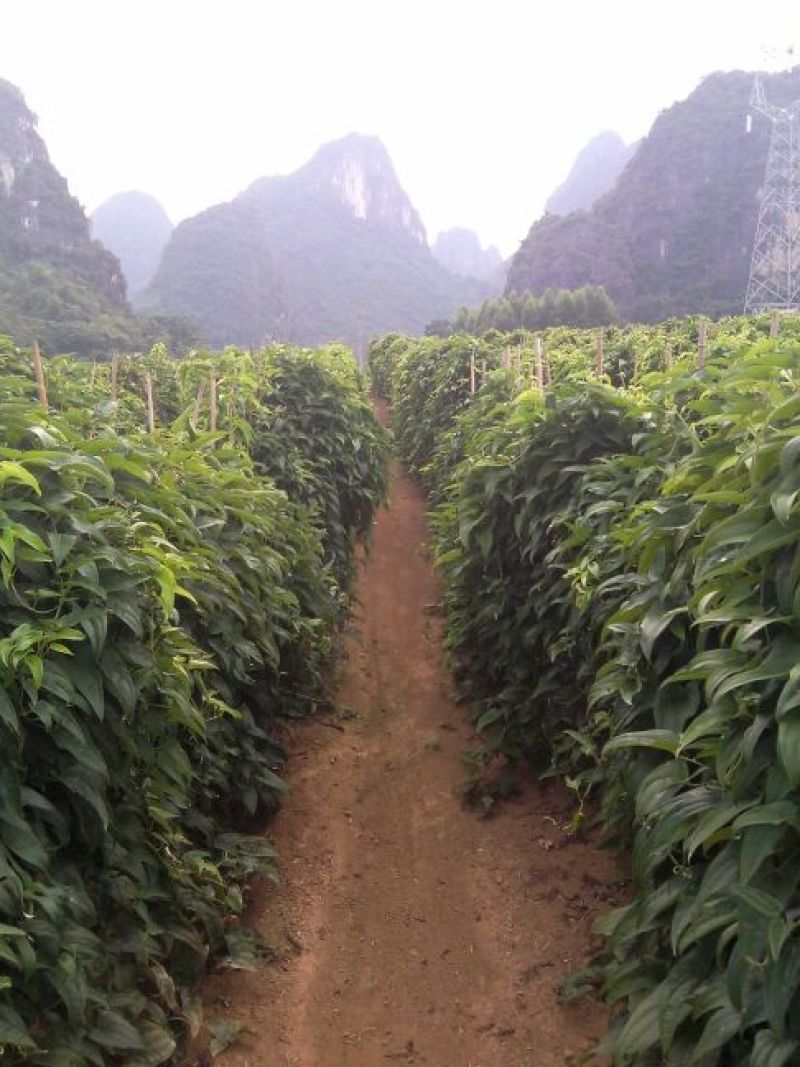 广西阳朔县，新鲜白鬼淮山药，40~80高度，不等大量供应