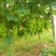 夏黑葡萄1~2斤5%以下