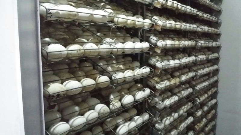 扬州大白鹅苗250g以上