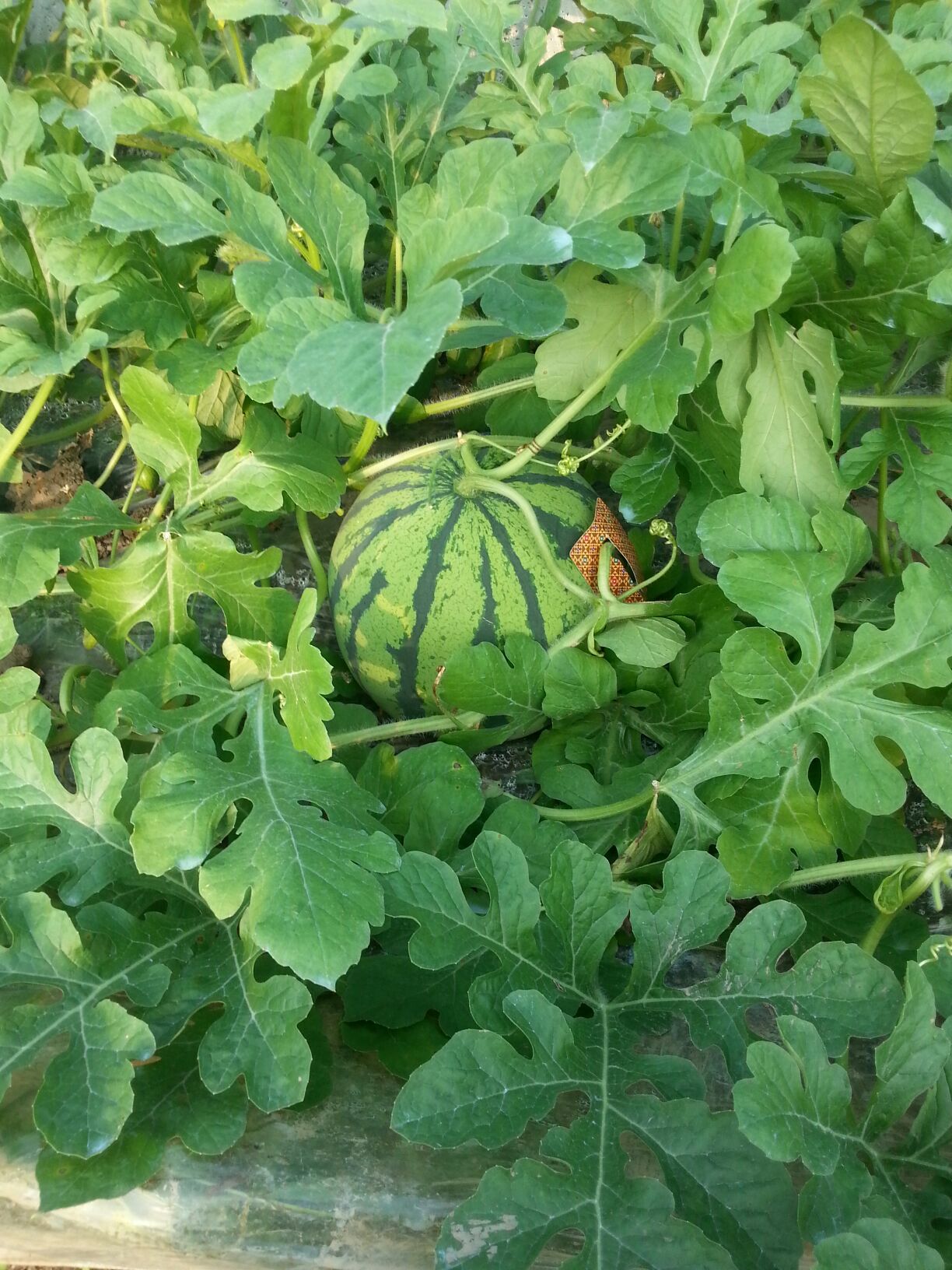 麒麟西瓜湖南岳阳市君山区_批发_供应-一亩田