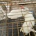 肉兔3~5