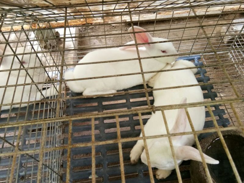 肉兔3~5