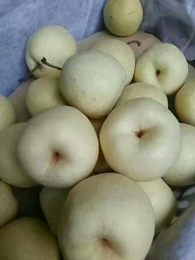 酥梨150~200g纸袋