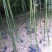 早园竹3~4m