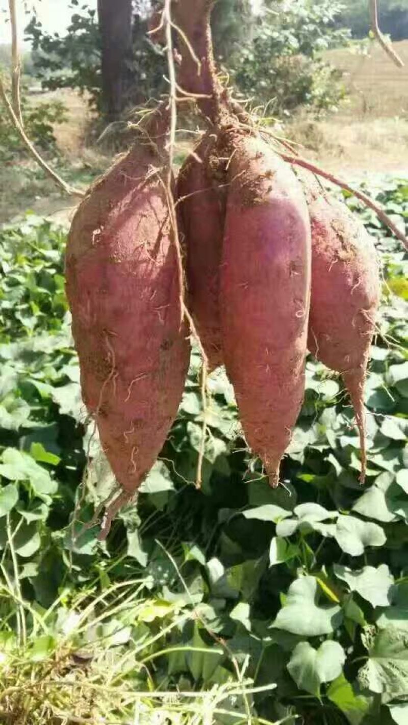 红薯淀粉散装