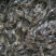 河虾活虾16~20只/kg