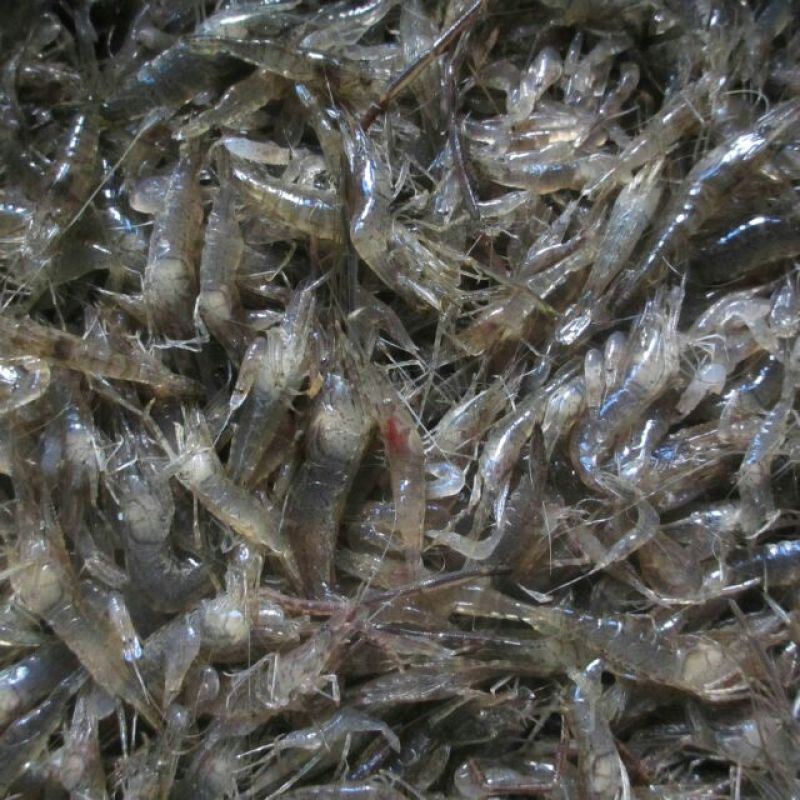 河虾活虾16~20只/kg