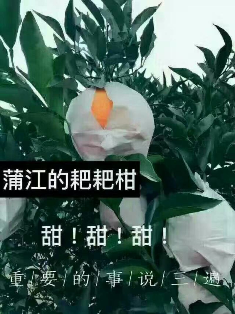 春见柑桔75cm以上